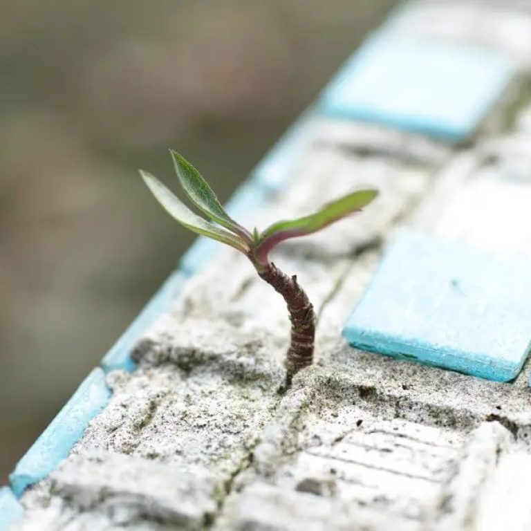 hope-and-life
